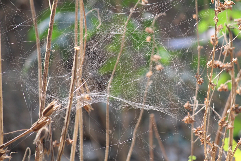 Cobwebs Spider Bush