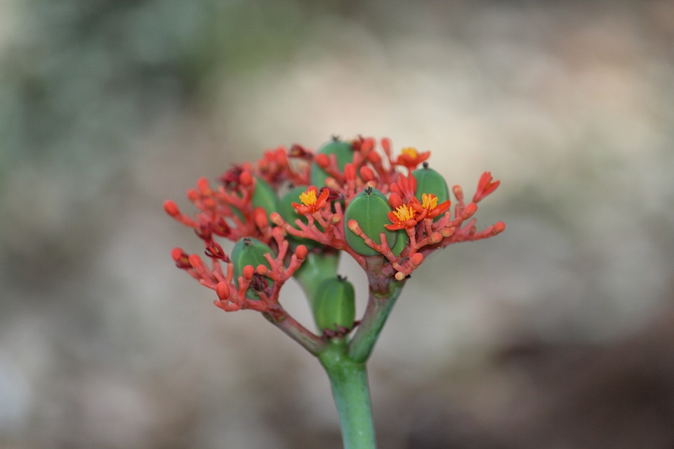 Flower Buds Wild