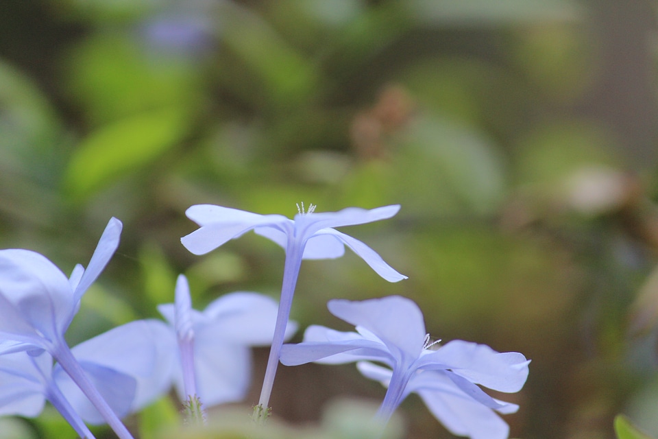 Light Blue Flowers