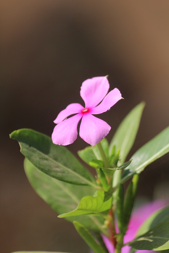 Pink Flower