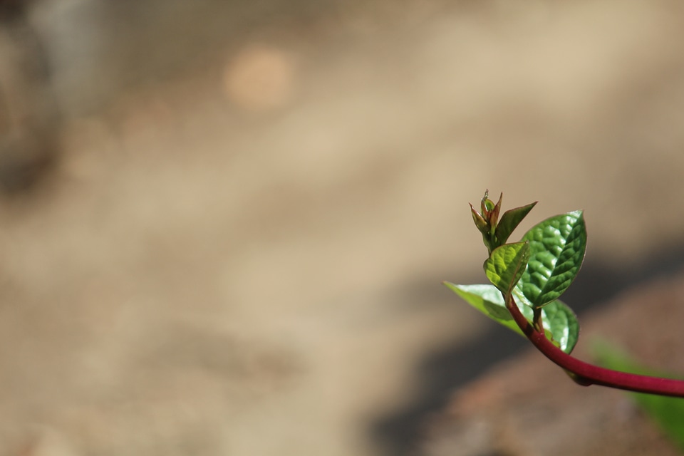 Single Leaf Branch