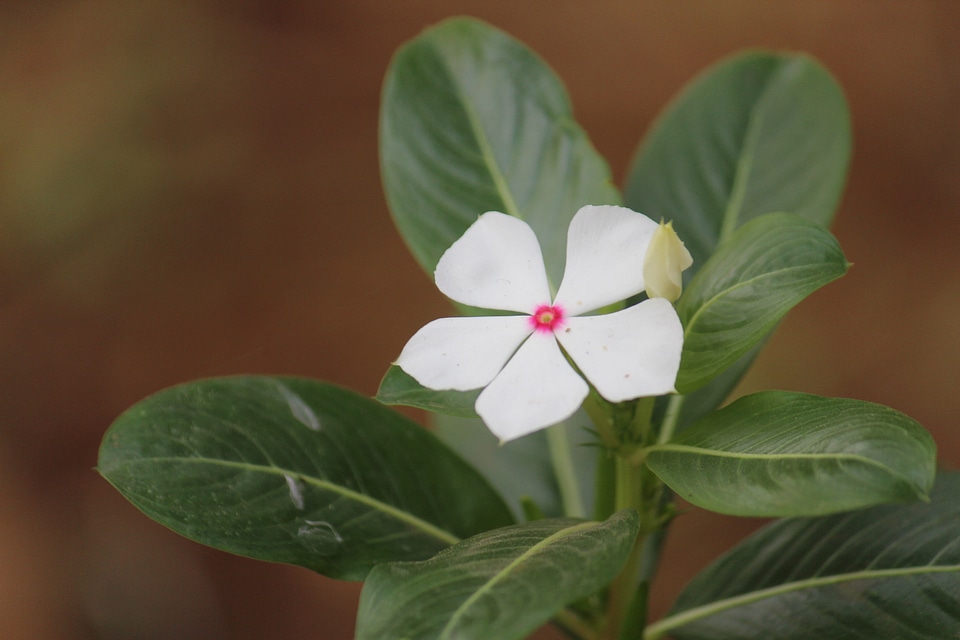 Single White Flower