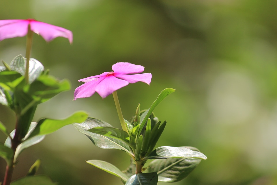 Two Pinky Flowers