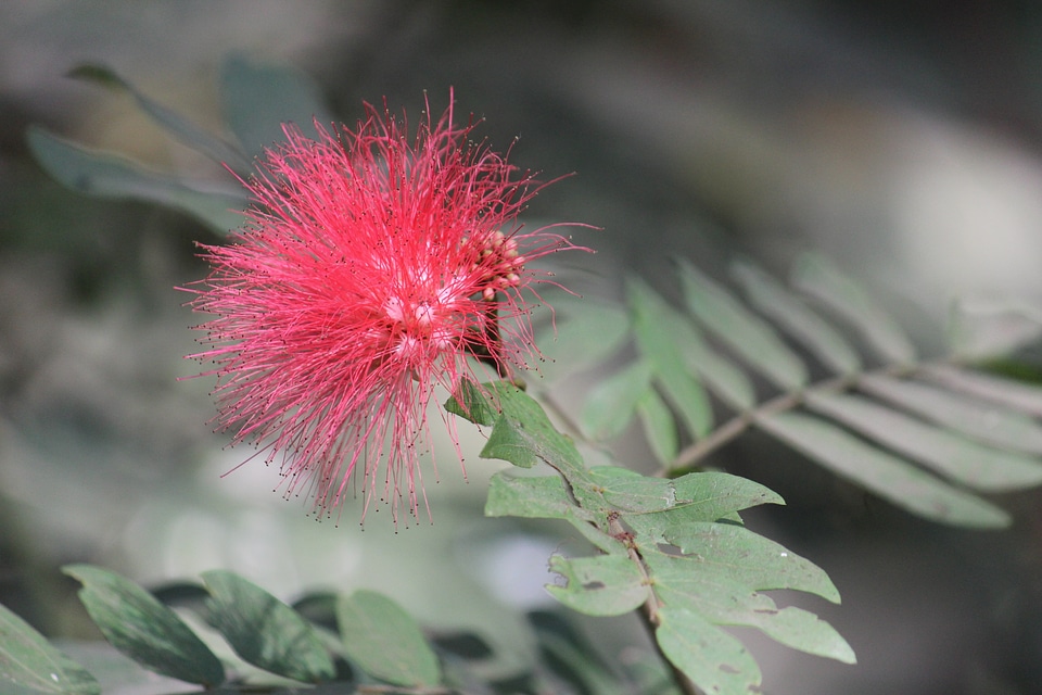Wild Thorny Flower