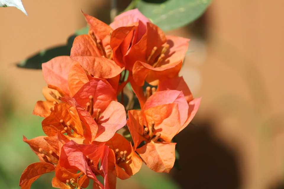 Yellow Orange Leaf Flower