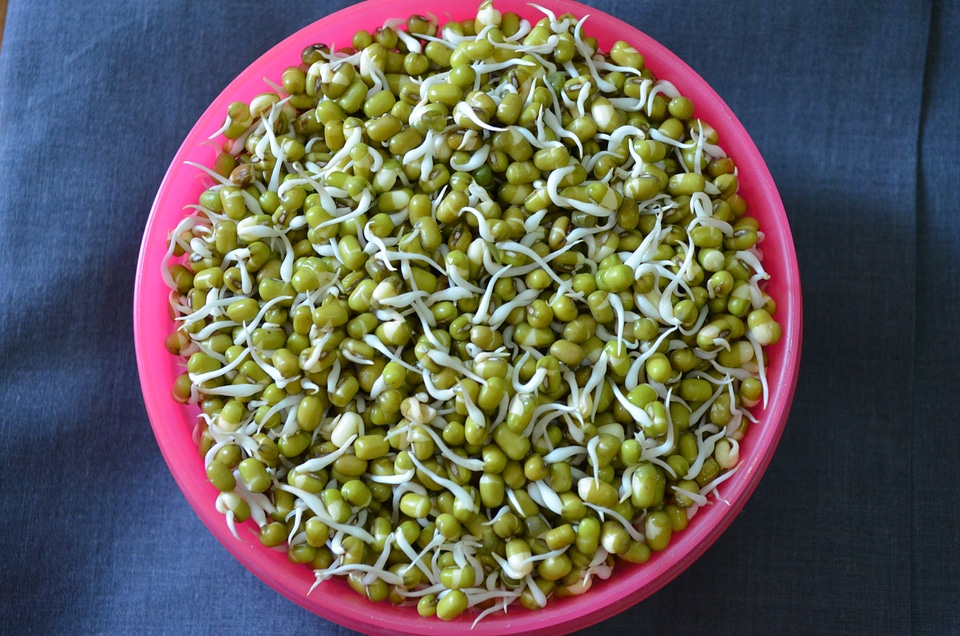 Bowl Of Sprouts Mung Moong