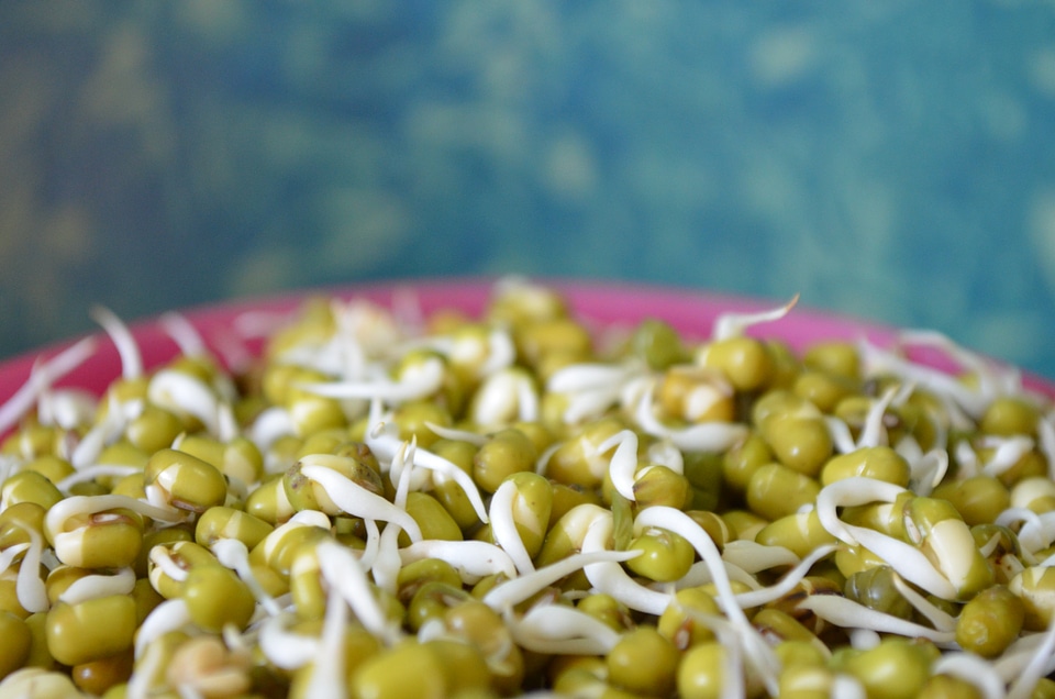 Green Gram Sprouts Healthy Food