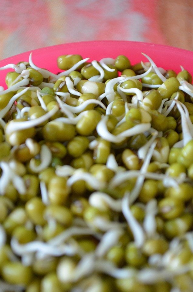 Mung Beans Spouts Dal Gram