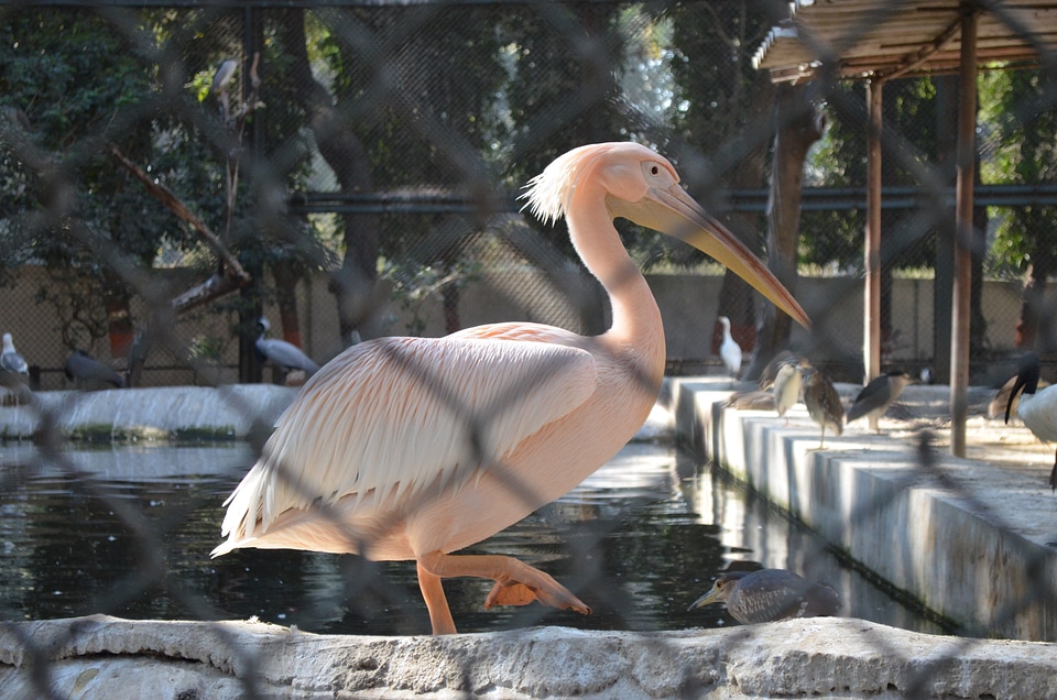 Big Bird Beautiful Cage