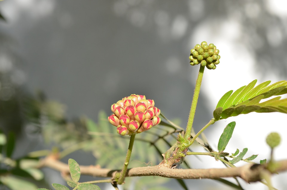 Fruit Pods Wild Flowers
