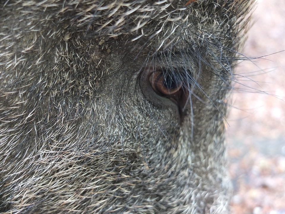 Bristles animal nature
