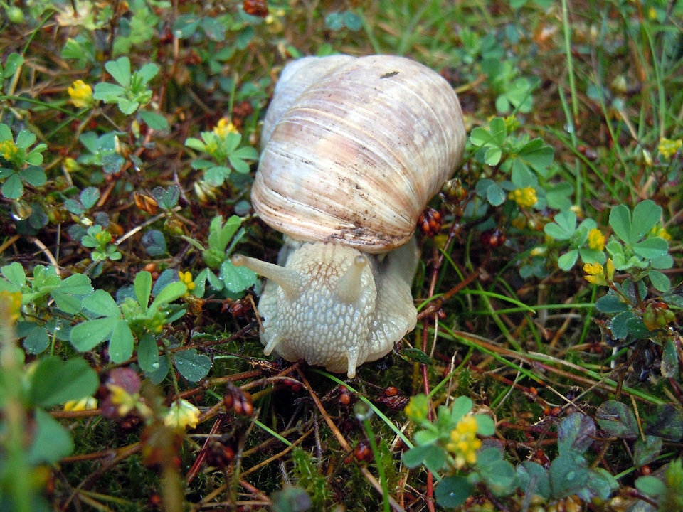 Snail nature slowly