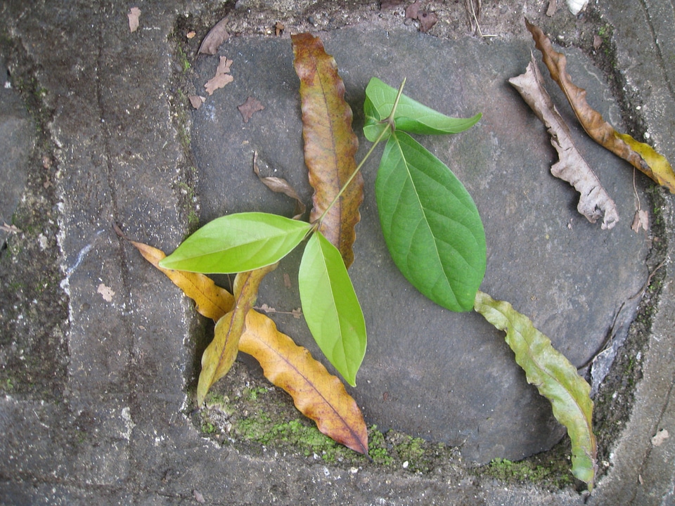 Leaves On Ground