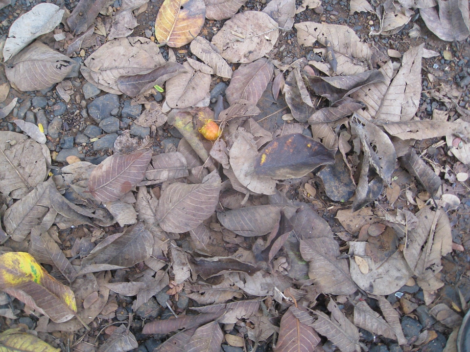 Dirty Leaves Trash Ground