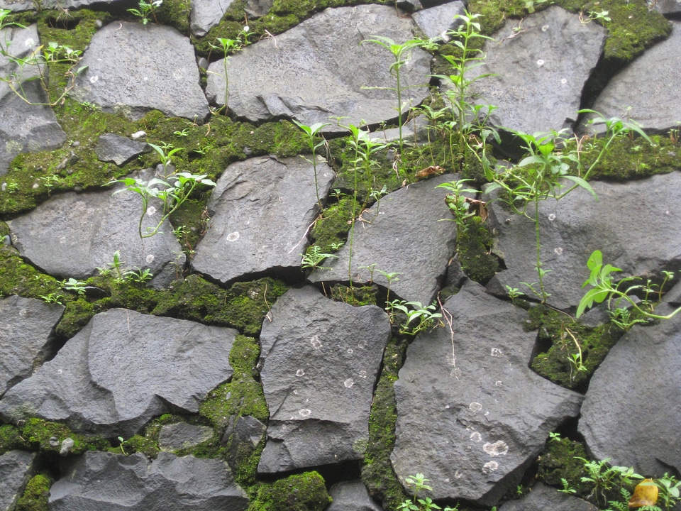 Stone Wall Texture Moss