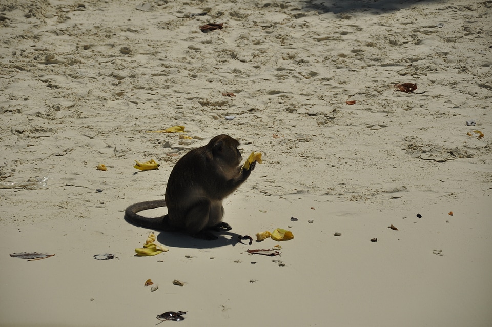 Monkey Eating Beach