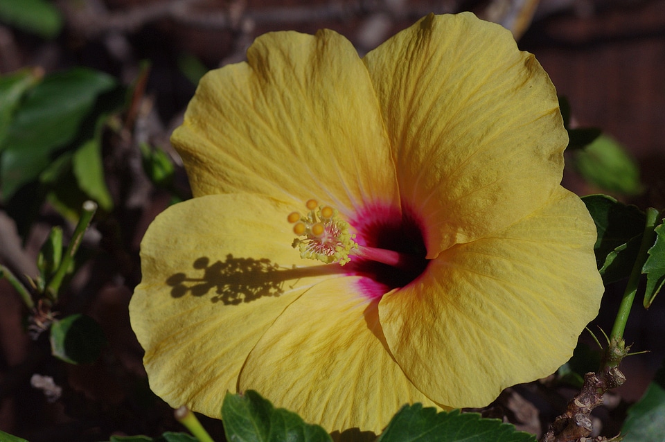 Mallow malvaceae perspective