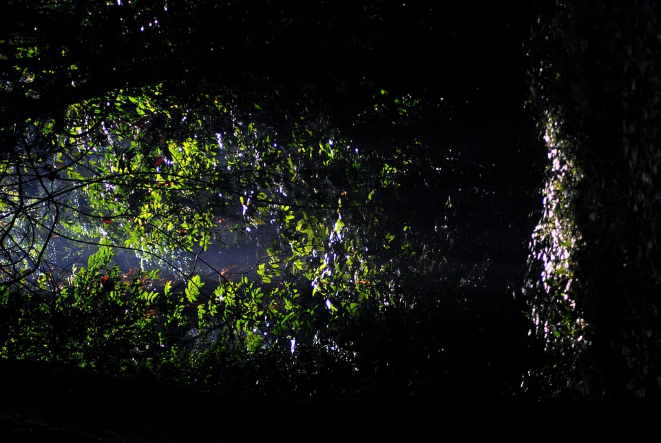 Gorumara Forest Jungle Trees Leaves