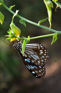 Blue Tiger Butterfly Flower photo