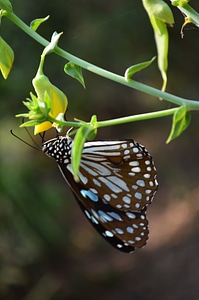 Blue Tiger Butterfly Flower