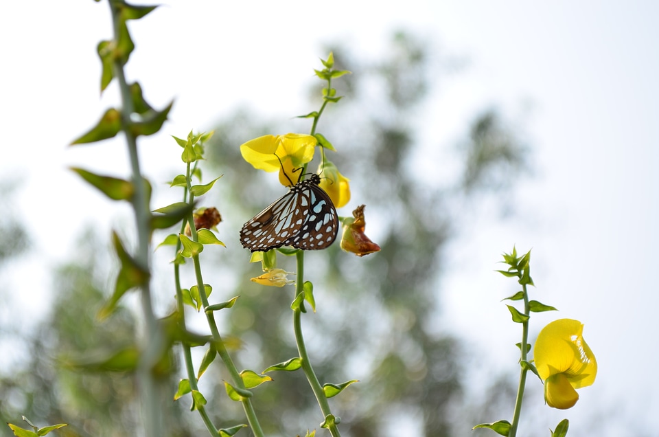 Blue Tiger Butterfly On Flower