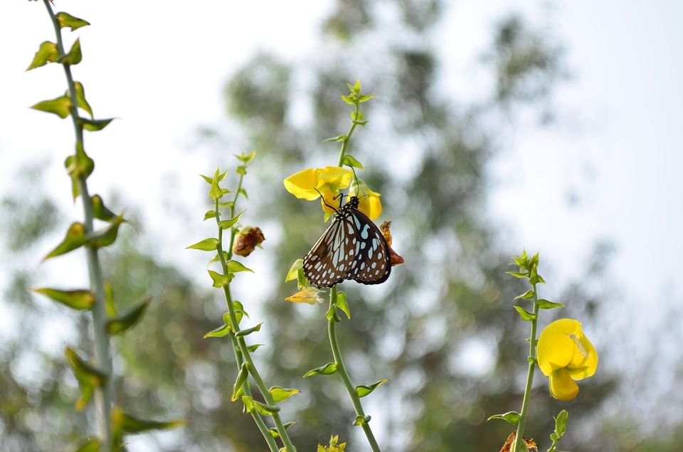 Blue Tiger Butterfly On Yellow Flower