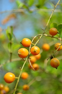 Fruit Orange Plant photo
