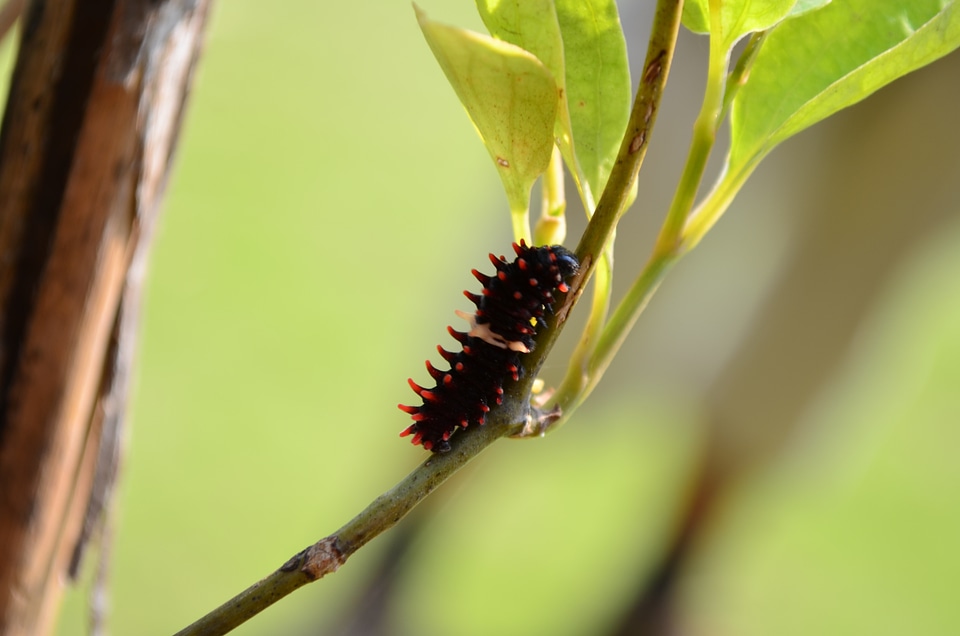 Common Rose Caterpillar