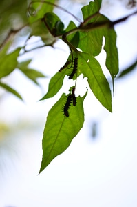 Insects Creepy On Leaves