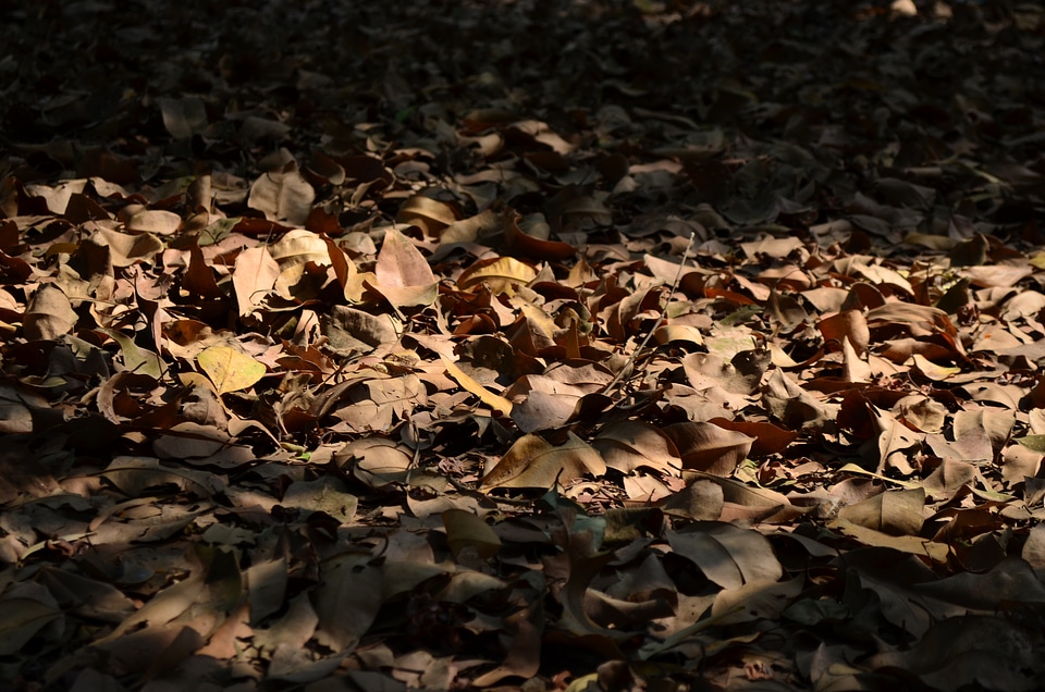 Old Leaves On Ground