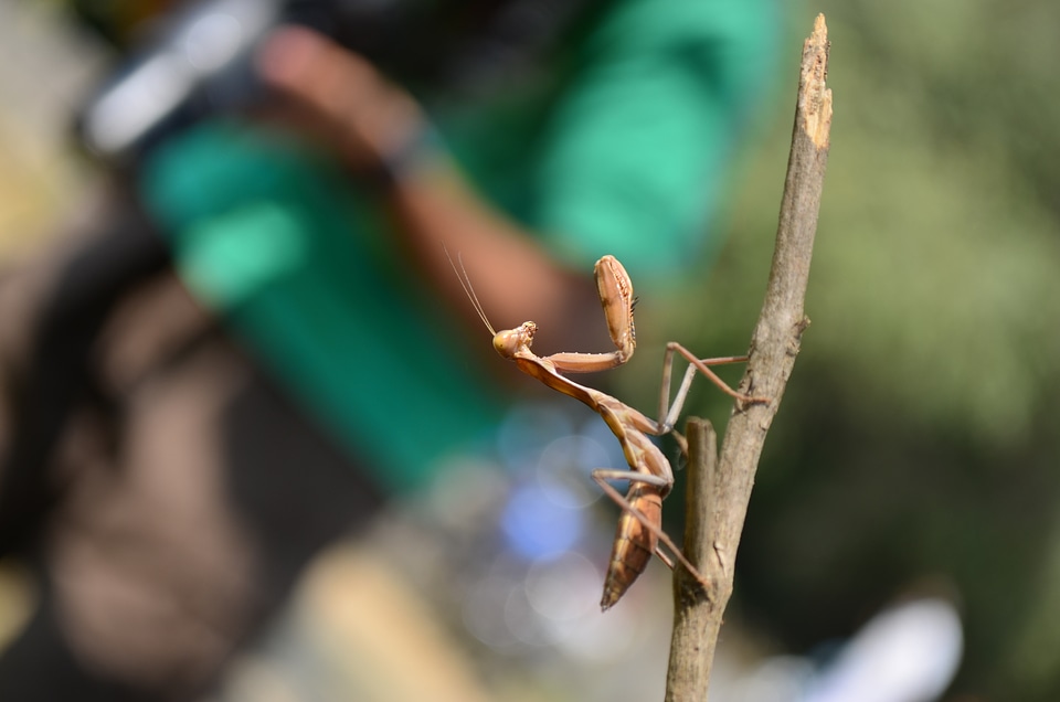 Praying Mantis Insect