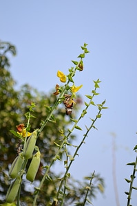 Red Tiger Butterfly On Flower