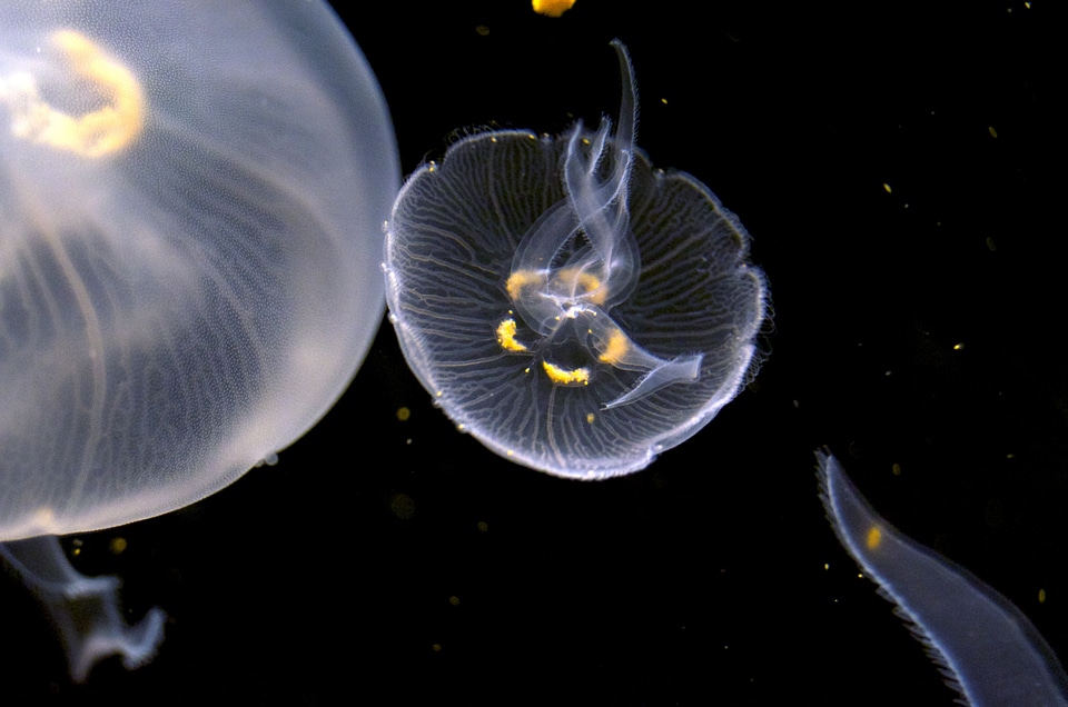 Peaceful sea life jellies