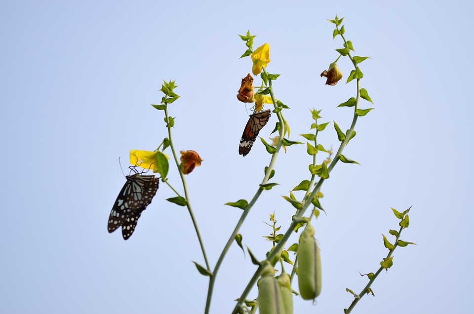 Tiger Butterflies
