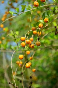 Small Orange Fruit Plant photo
