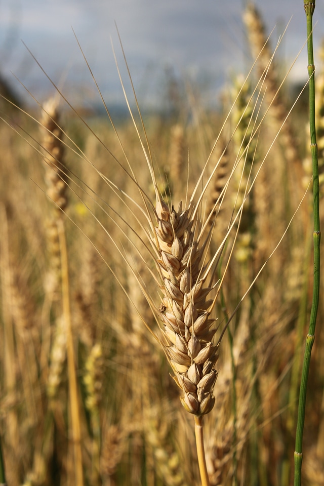 Close-up ear grain photo