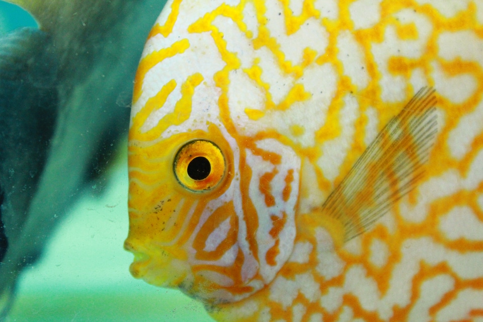 Aquarium Yellow Fish