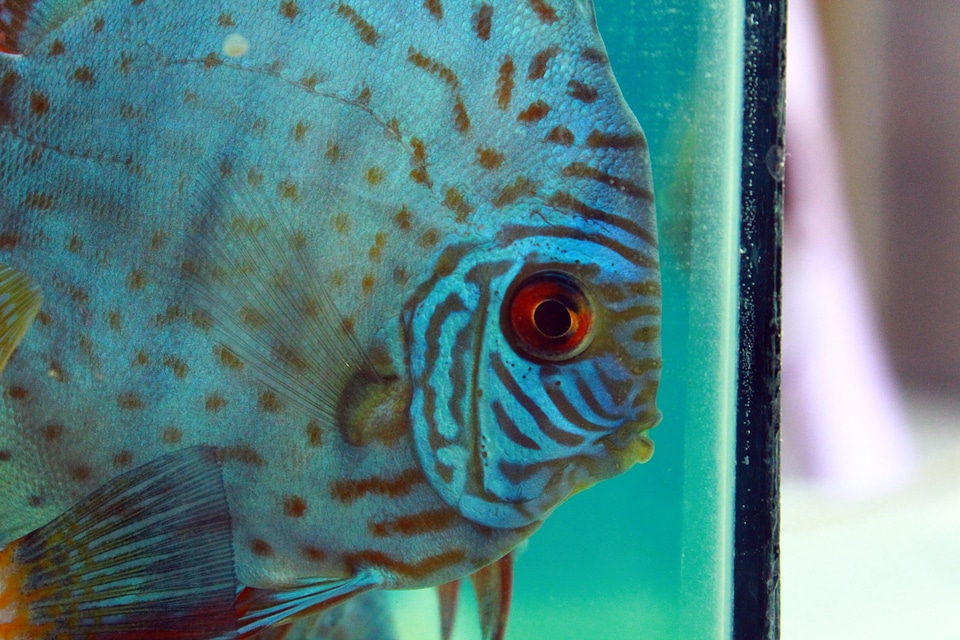 Aquarium Fish Tank