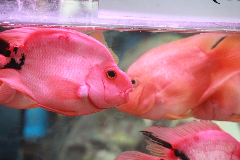 Pink Orange Fish photo