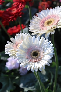 Three Lovely Flowers