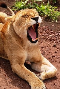 Female predator yawning photo