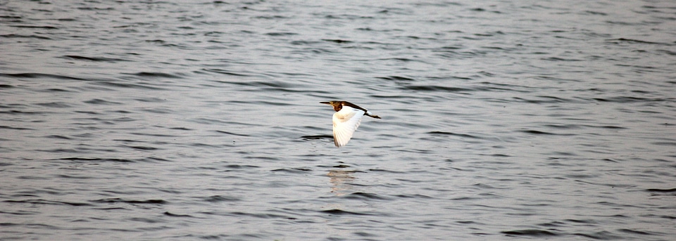 Bird In Flight 4
