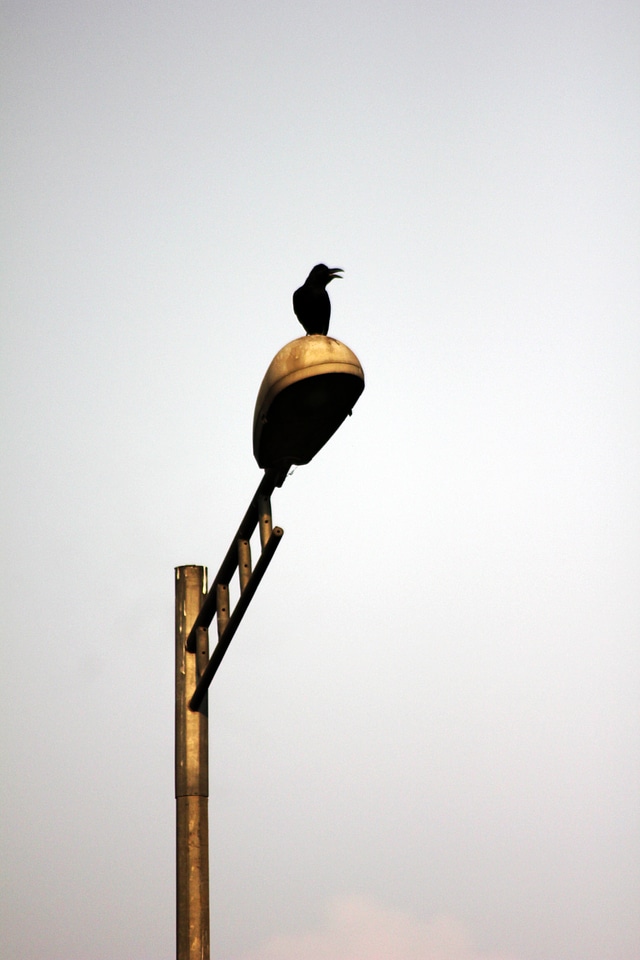 Crow On Street Lights