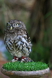 Owl night active owls