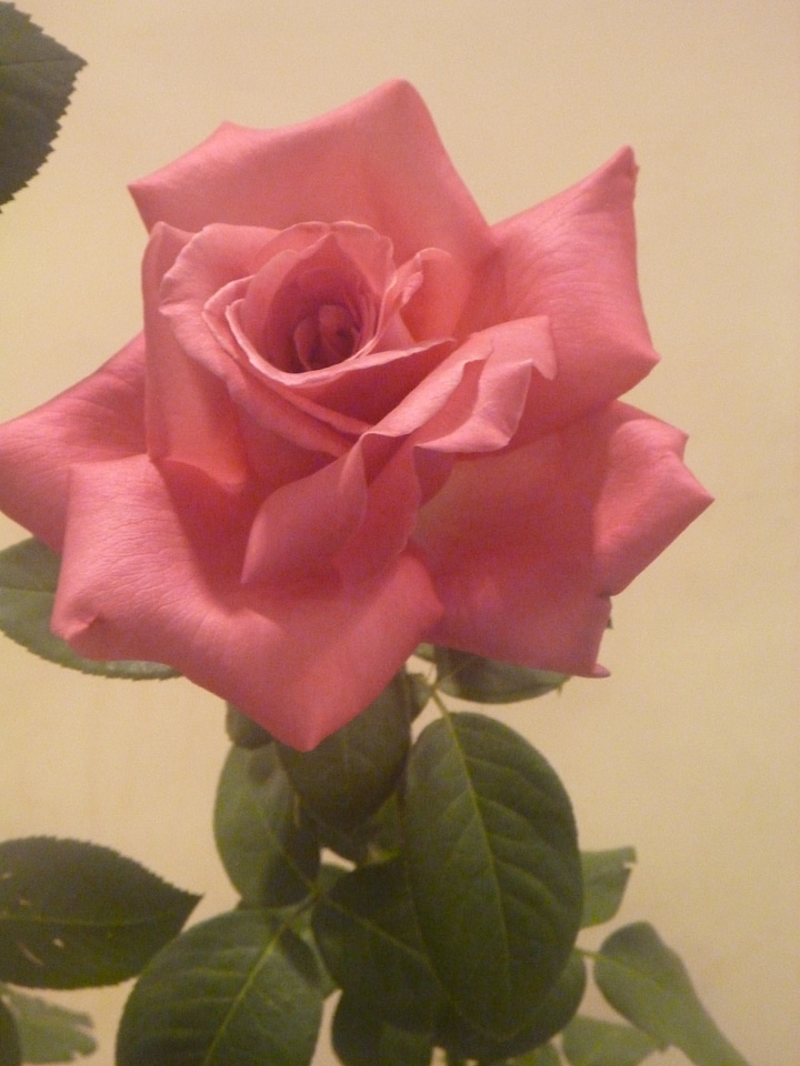 Pink Rose With Leaves