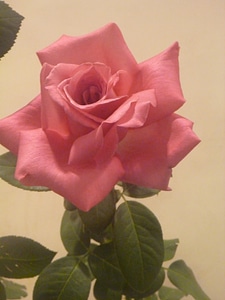 Pink Rose With Leaves photo