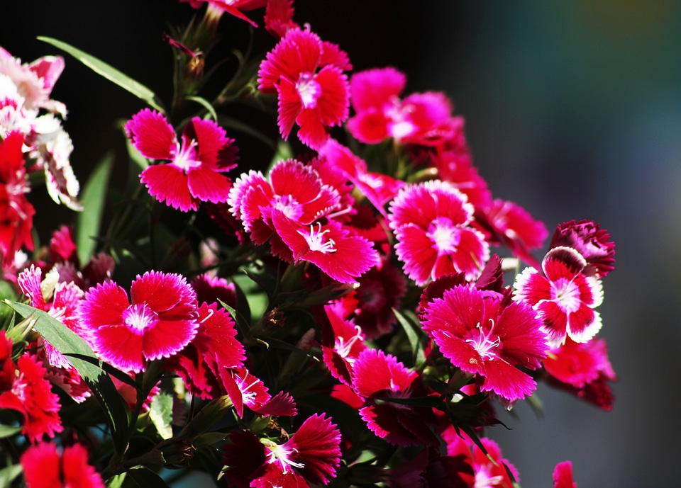 Pink Flowers photo