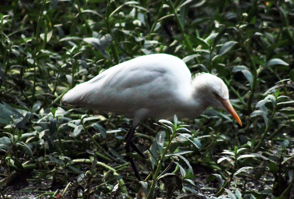 White Bird photo