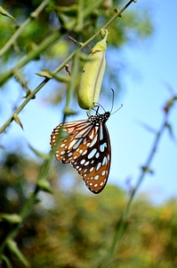 Blue Tiger Butterfly Close photo