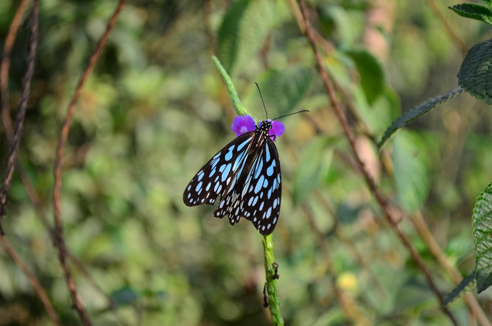 Blue Tiger Butterfly Beauty